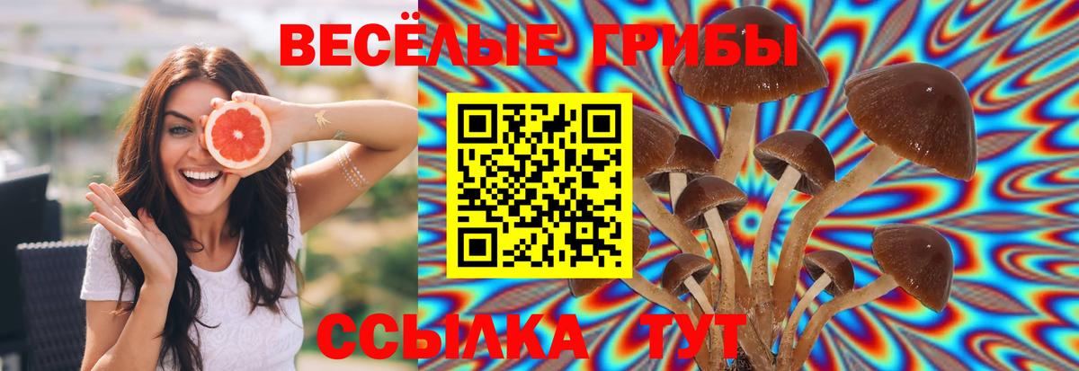 Псилоцибиновые грибы Psilocybine cubensis Сорочинск